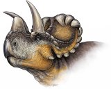 The newly discovered dinosaur possessed hook-like horns. Illustration by Danielle Dufault.  